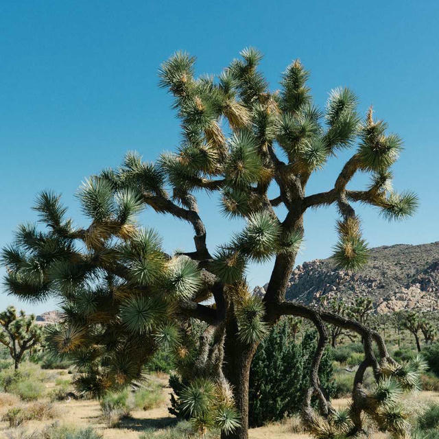 2020/06 Joshua Tree photo 2