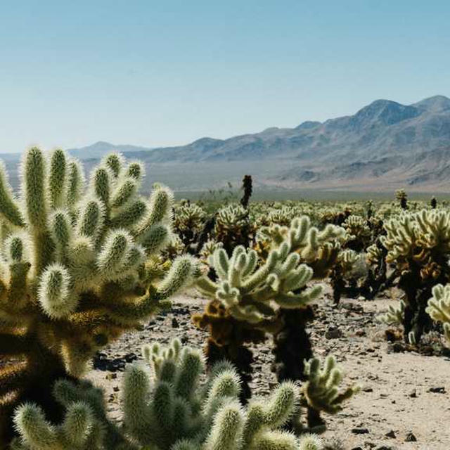 2020/06 Joshua Tree photo 4