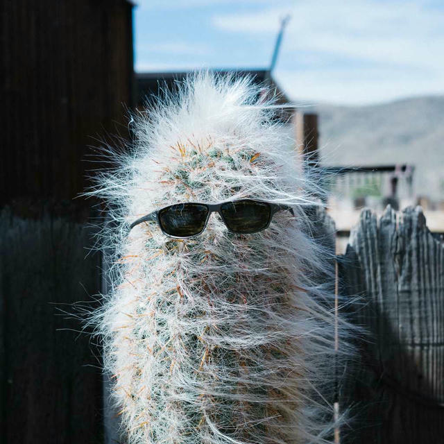 2020/06 Joshua Tree photo 7